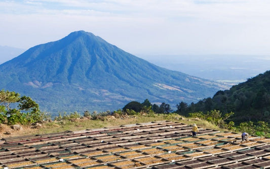 Los Pirineos- El Salvador- Natural Pacamara