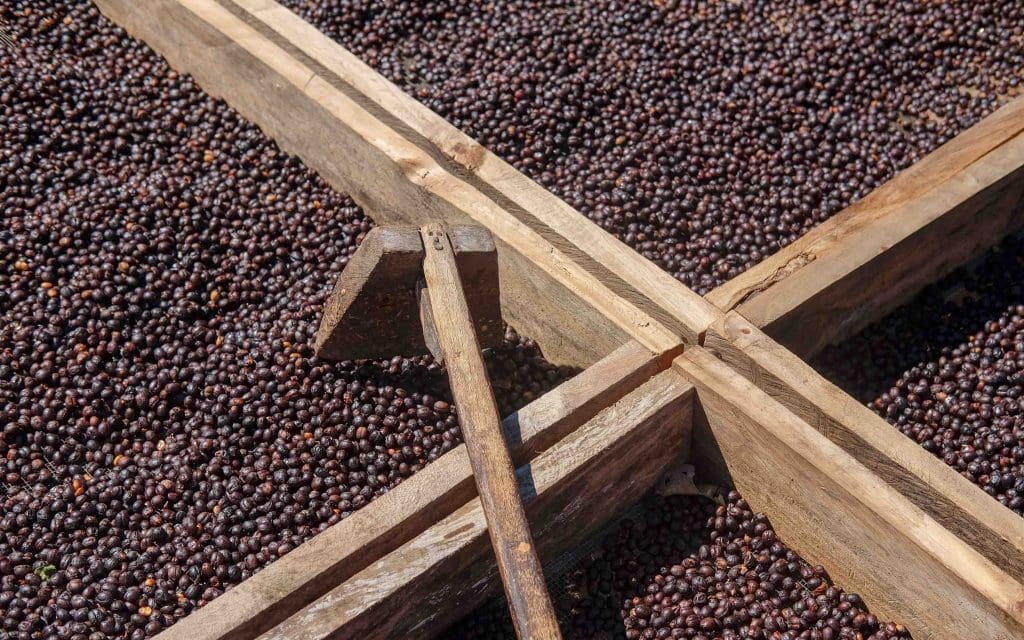 Los Pirineos- El Salvador- Natural Pacamara