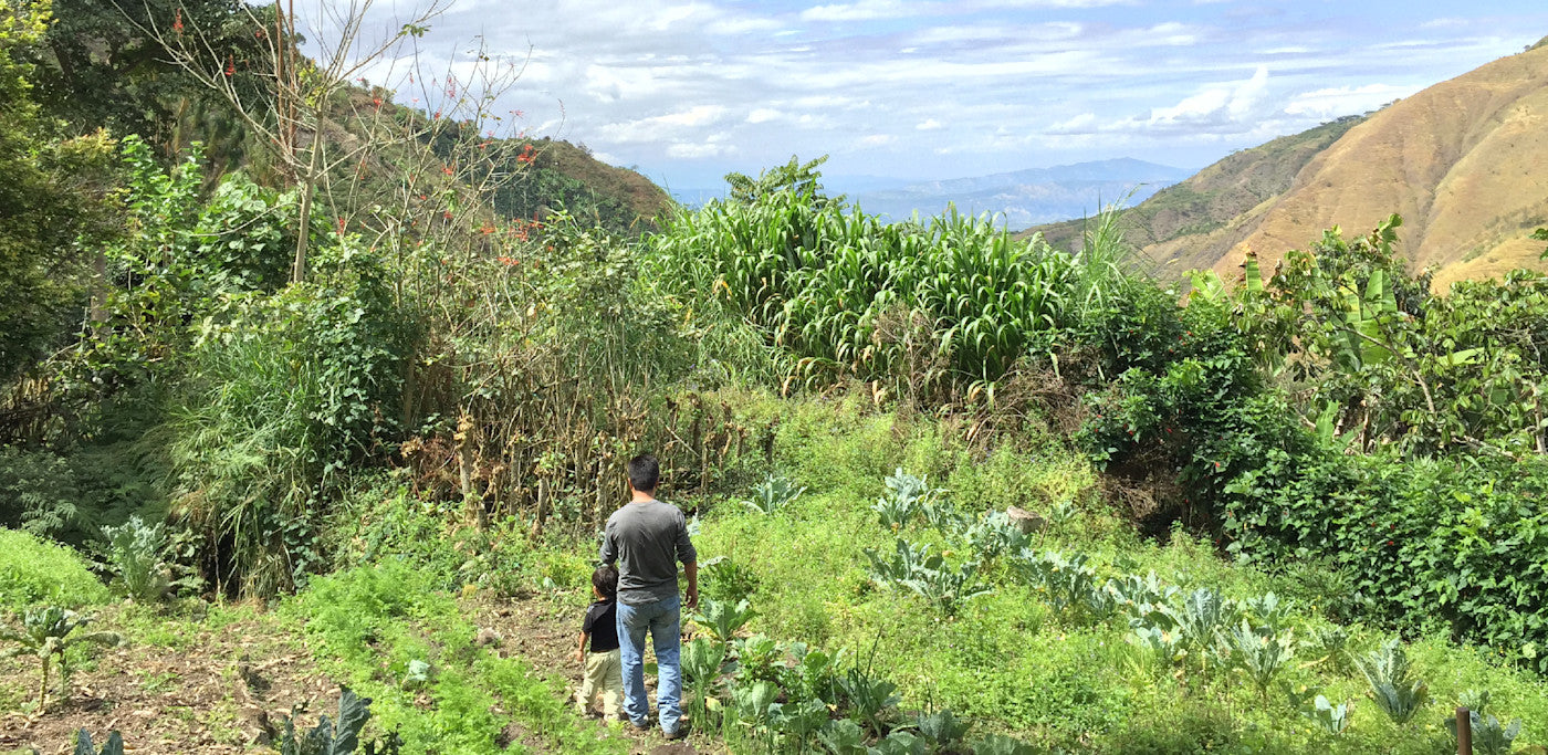 Peru Familia Tocto – Washed Bourbon