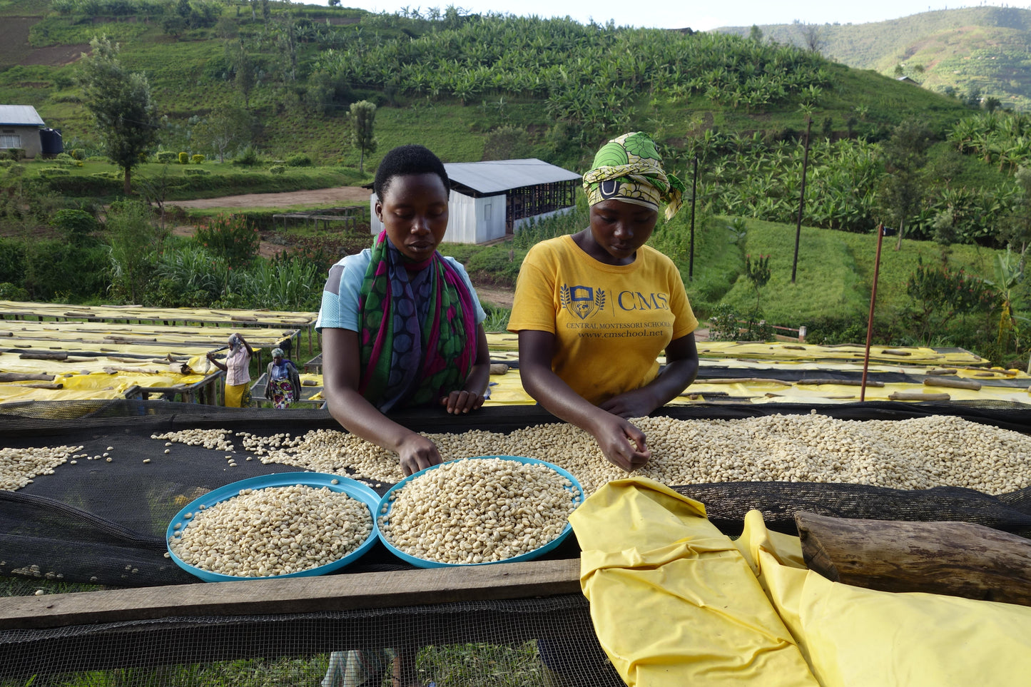 Rwanda Gitesi #509 – Washed Red Bourbon