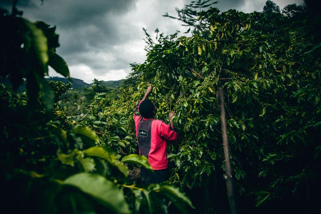 Rwanda Gitesi #509 – Washed Red Bourbon